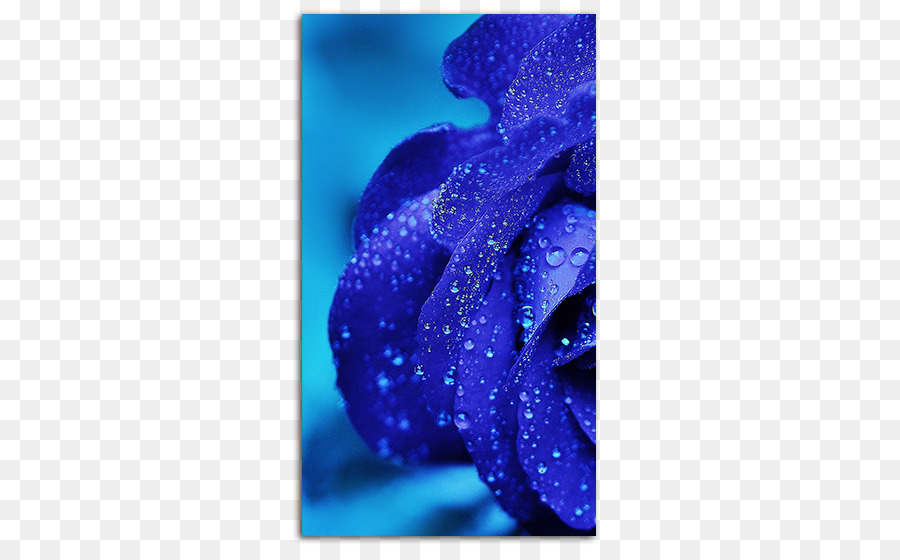 Rosa Azul，Gotas De água PNG