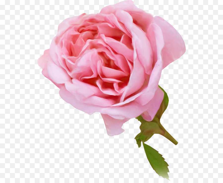 Rosa Rosa，Florescer PNG