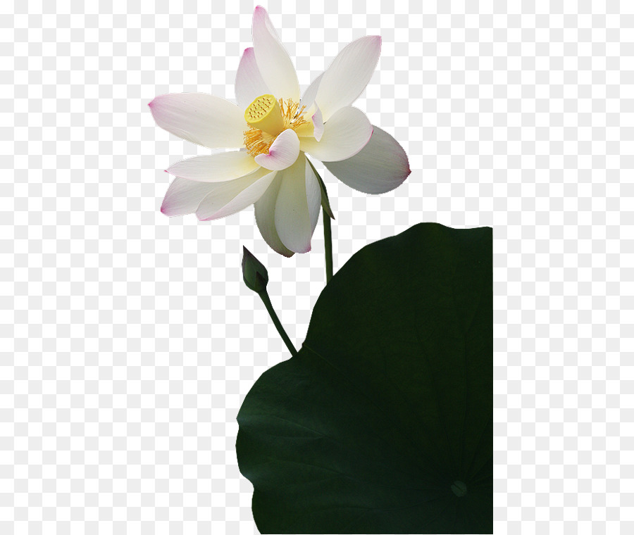 Flores De Lótus，Florescer PNG