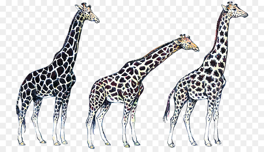 Girafa，A Vida Selvagem PNG