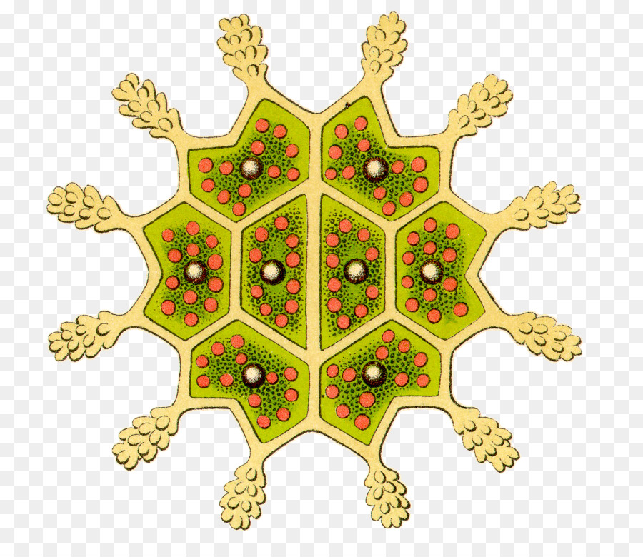 As Formas De Arte Na Natureza，Pediastrum PNG