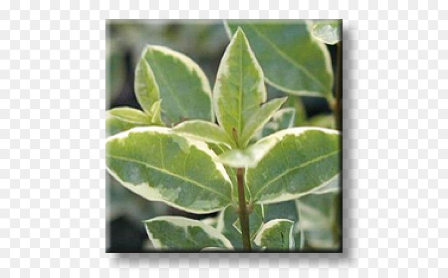 Folha，Ligustrum Ovalifolium PNG