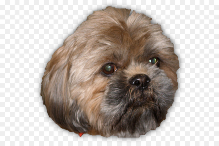 Shih Tzu，Havanese Cão PNG