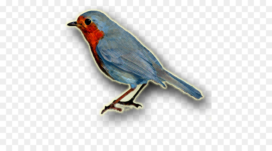 Europeia Robin，Tentilhões PNG