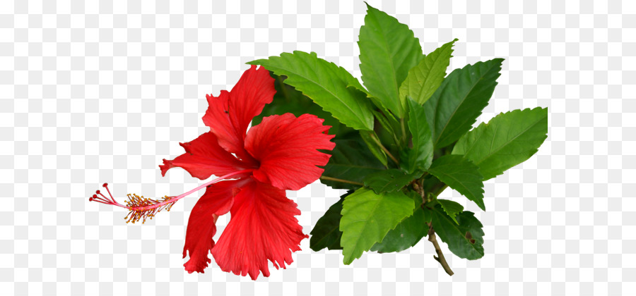 Flor De Hibisco，Florescer PNG