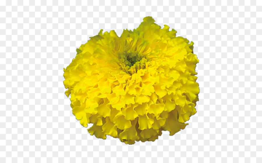 Flor，Amarelo PNG