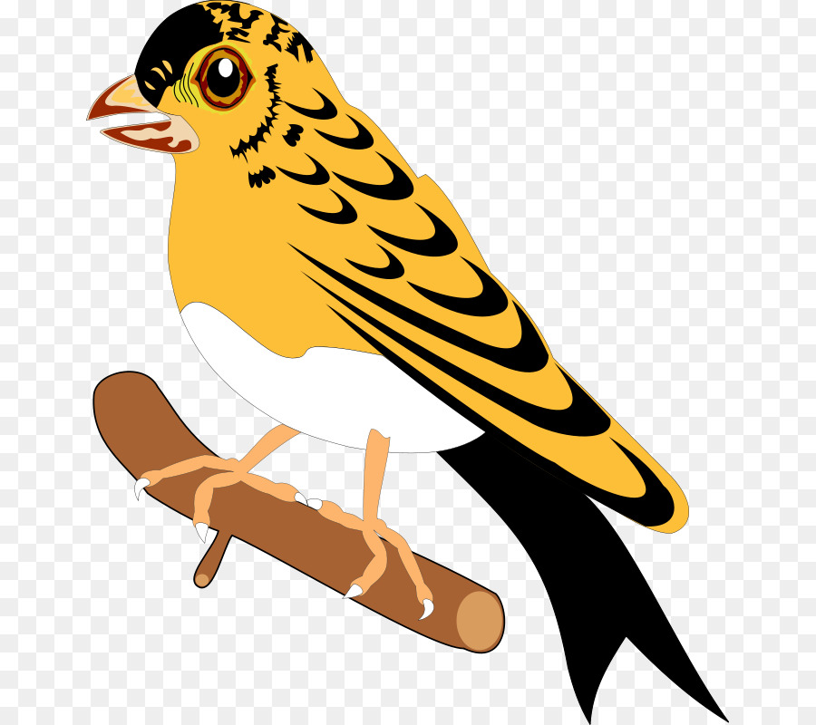 Aves，Bico PNG