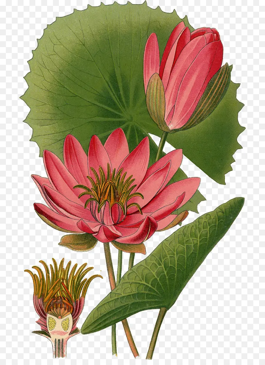 Nymphaea Lotus，Egípcio Lótus PNG