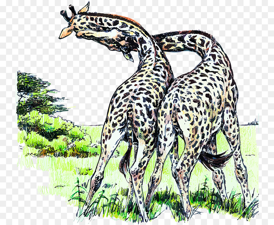 Norte Girafa，Girafa PNG