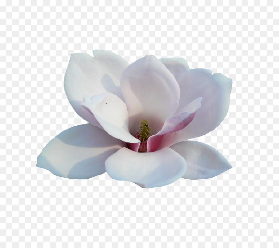 Flor Branca，Florescer PNG