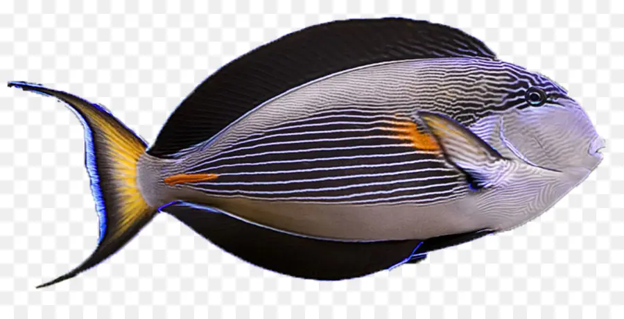 Biologia Marinha，Sohal Surgeonfish PNG