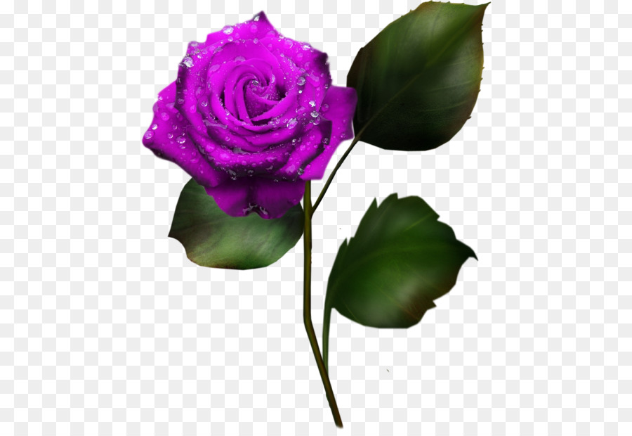 Rosa Roxa，Florescer PNG