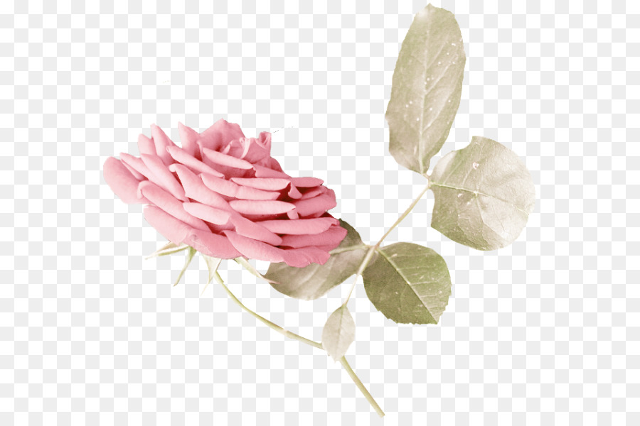 Flor Rosa，Flor PNG