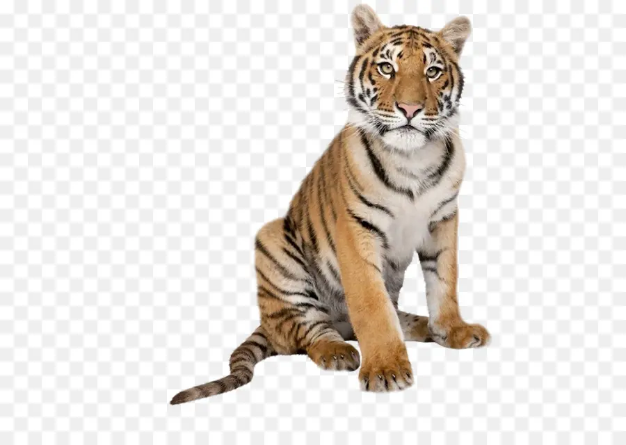 Tigre Branco，Gato Grande PNG