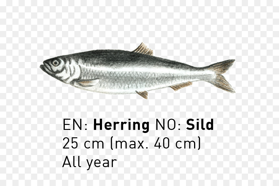 Sardinha，Salmão Coho PNG