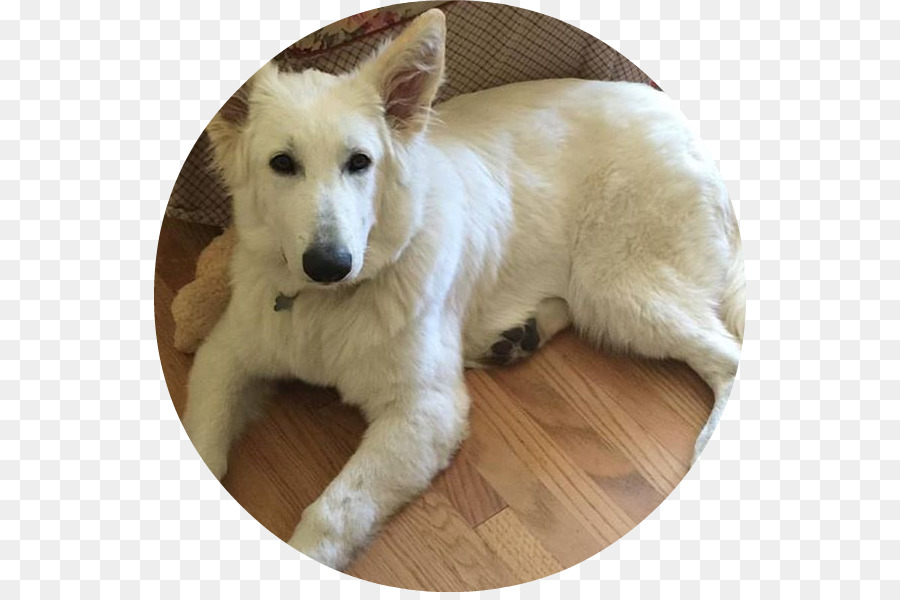 Raça Do Cão，Berger Blanc Suisse PNG