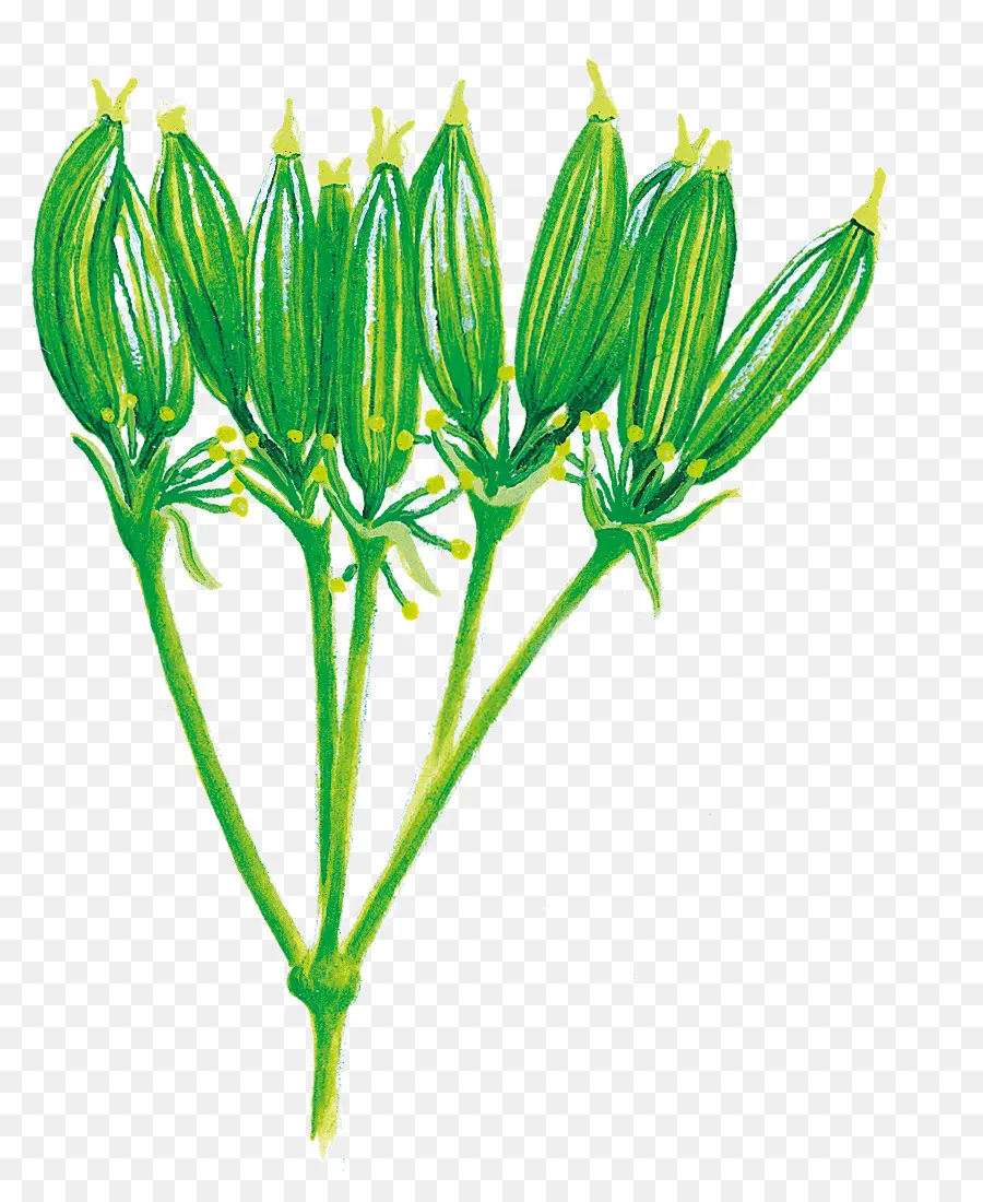 Flor，A Floração Da Planta PNG