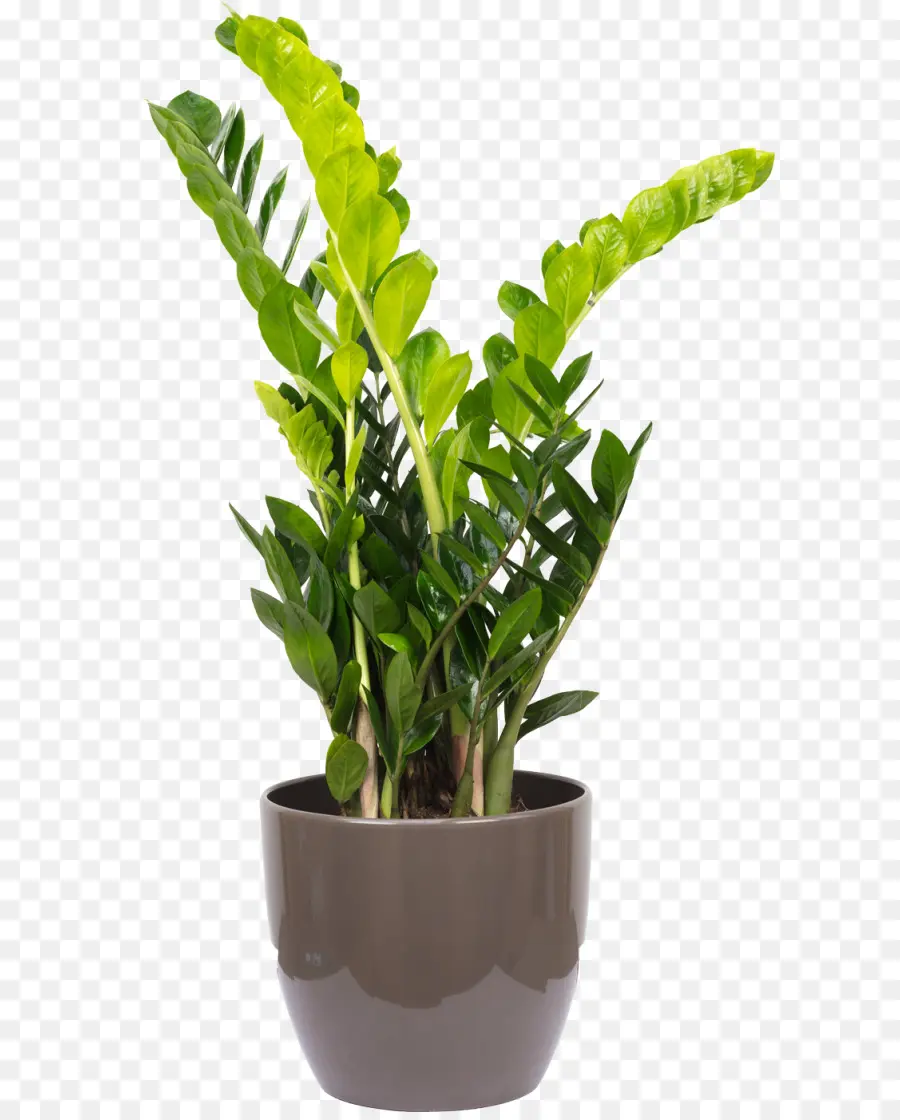Zamioculcas Zamiifolia，Planta De Casa PNG