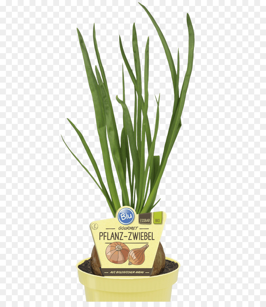 Cebola，Allium Fistulosum PNG