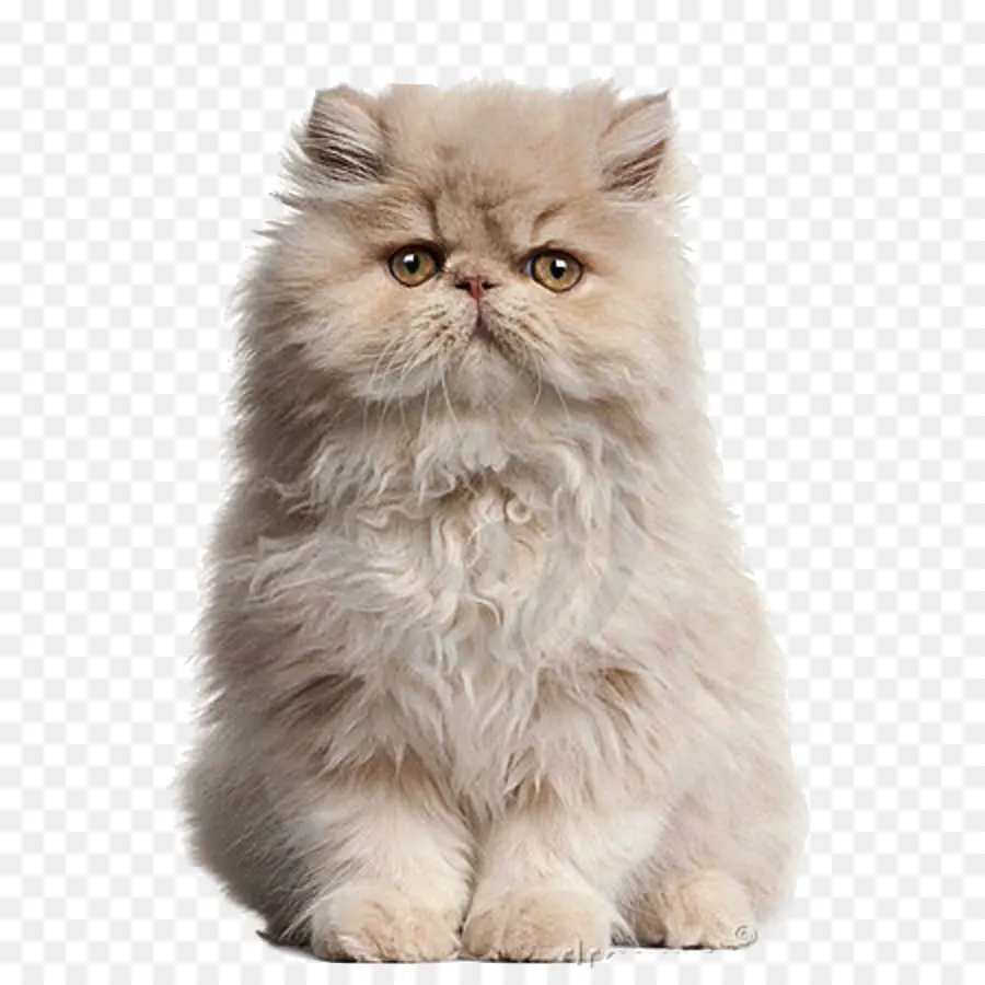 Gato Persa，Gatinho PNG