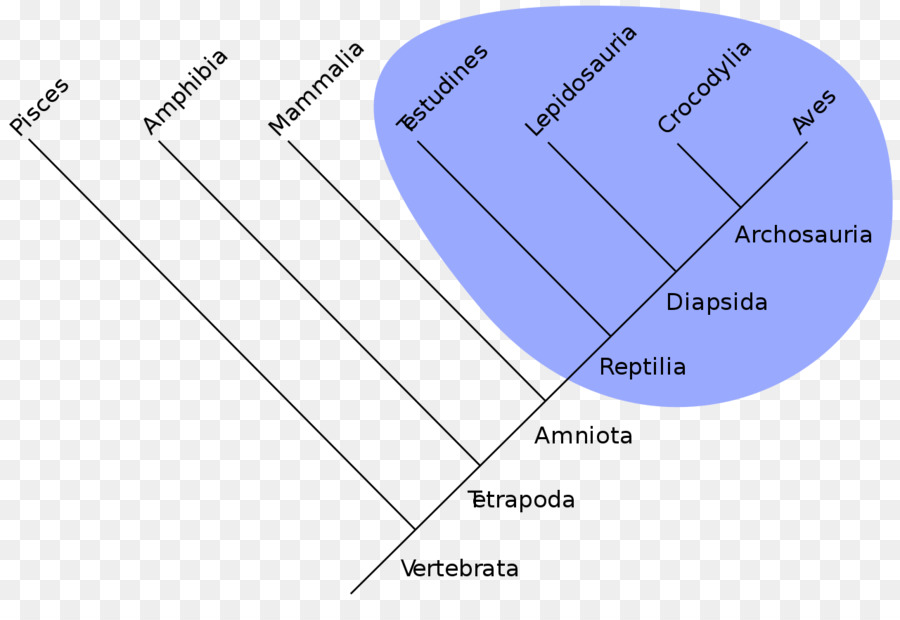 árvore Filogenética，Evolução PNG