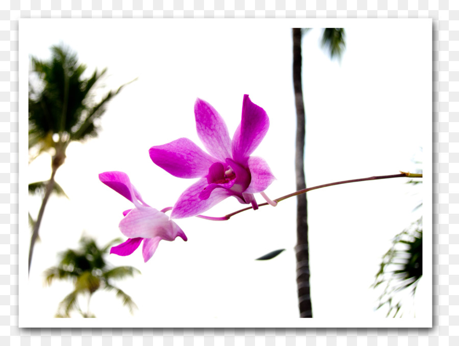 Dendrobium，Violeta PNG