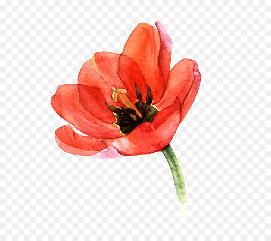 Tulip，Pintura Em Aquarela PNG