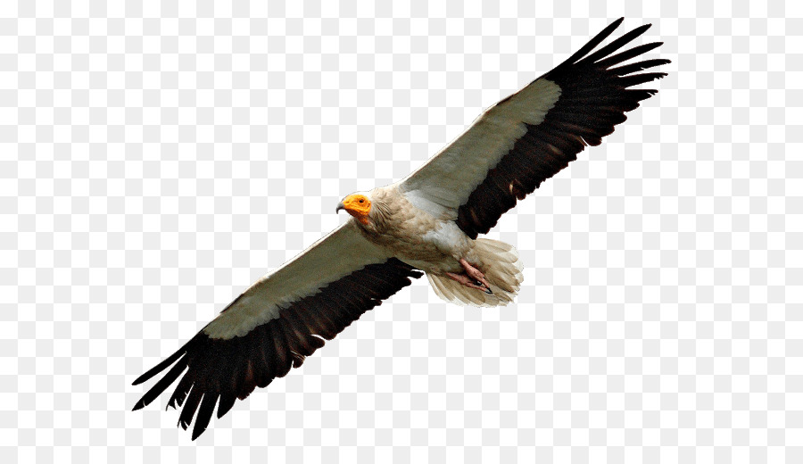águia Careca，Abutre Do Egipto PNG
