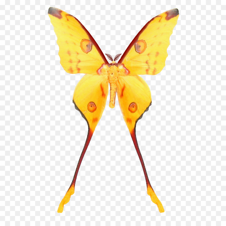 Mariposa Atlas，Asas PNG