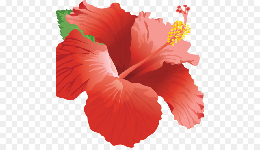 Hibisco Vermelho，Folhas Verdes PNG