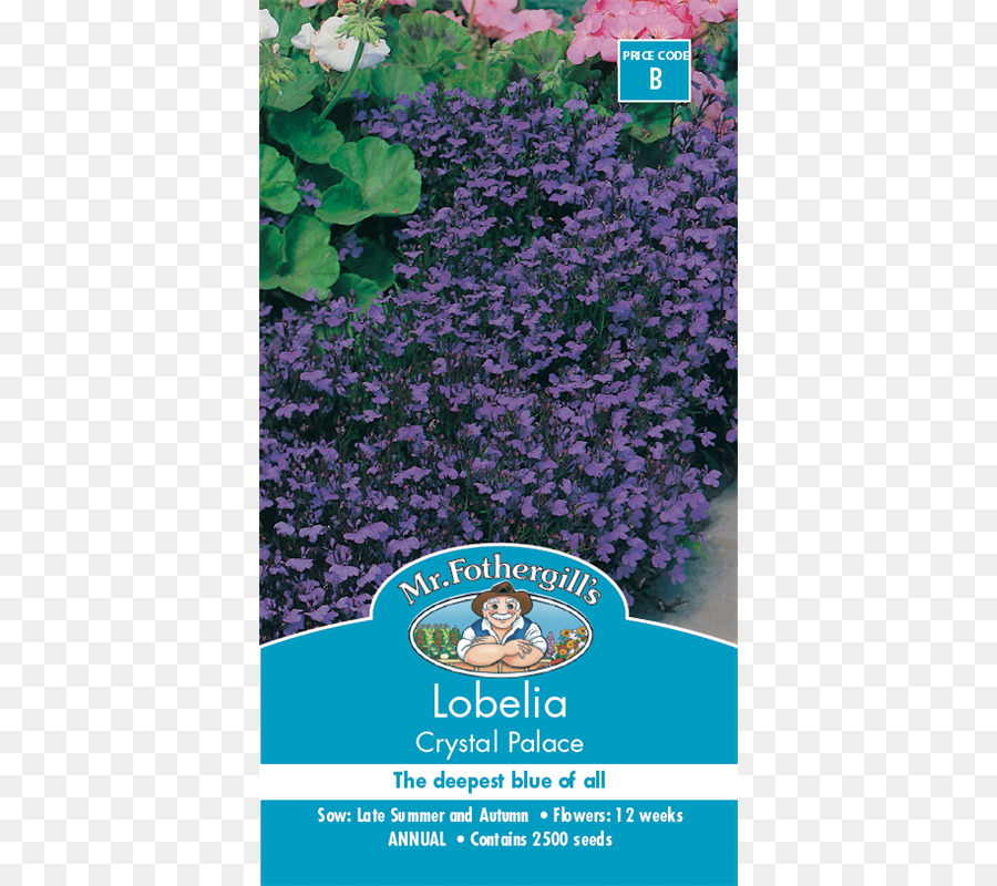 Azul，Lobelia Erinus PNG