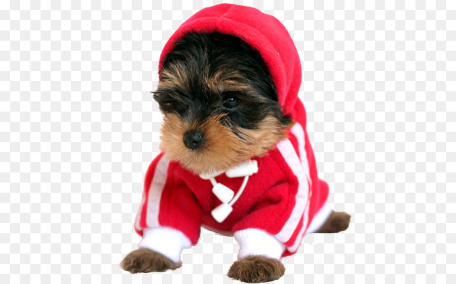 Yorkshire Terrier，Morkie PNG