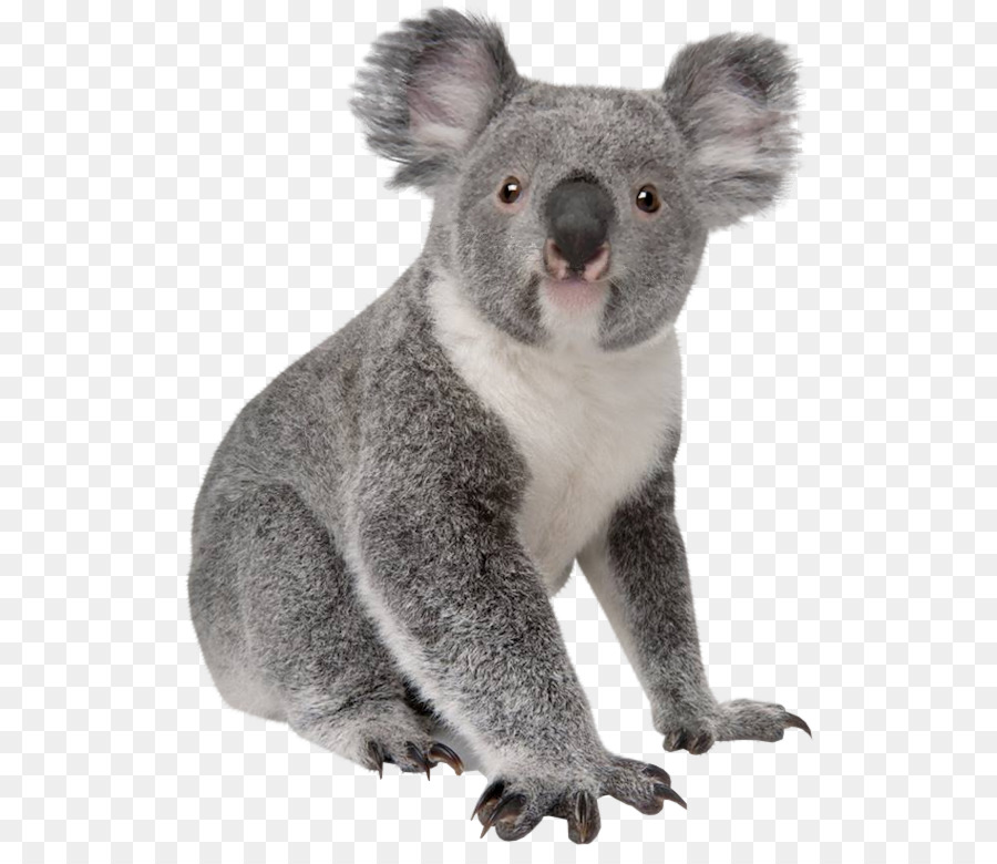 Coala，Urso PNG