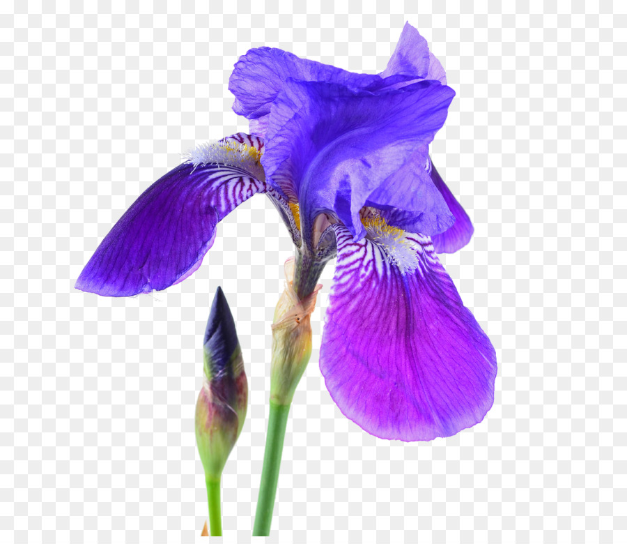 Flor Roxa E Branca，Florescer PNG