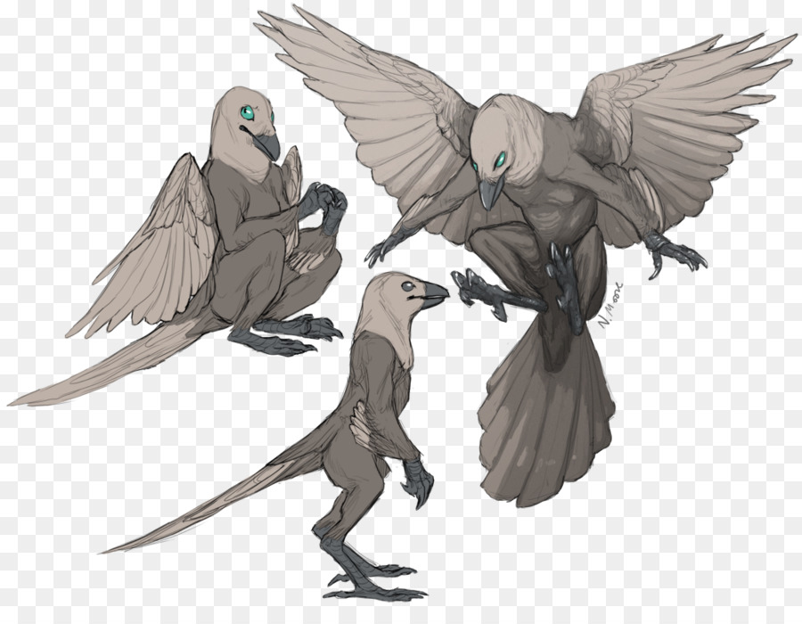 Aves，Crow PNG