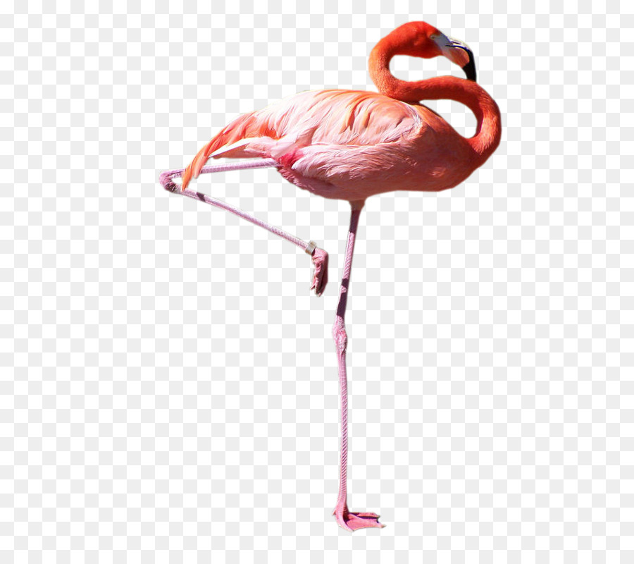 Flamingo，Pássaro PNG