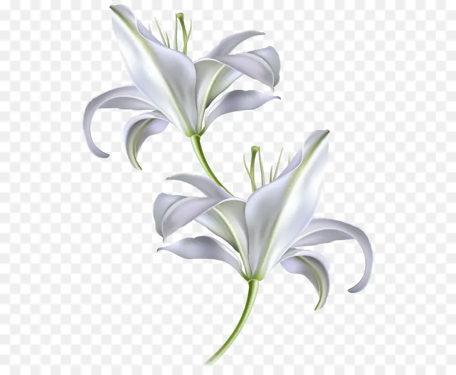 Diagrama De，Madonna Lily PNG