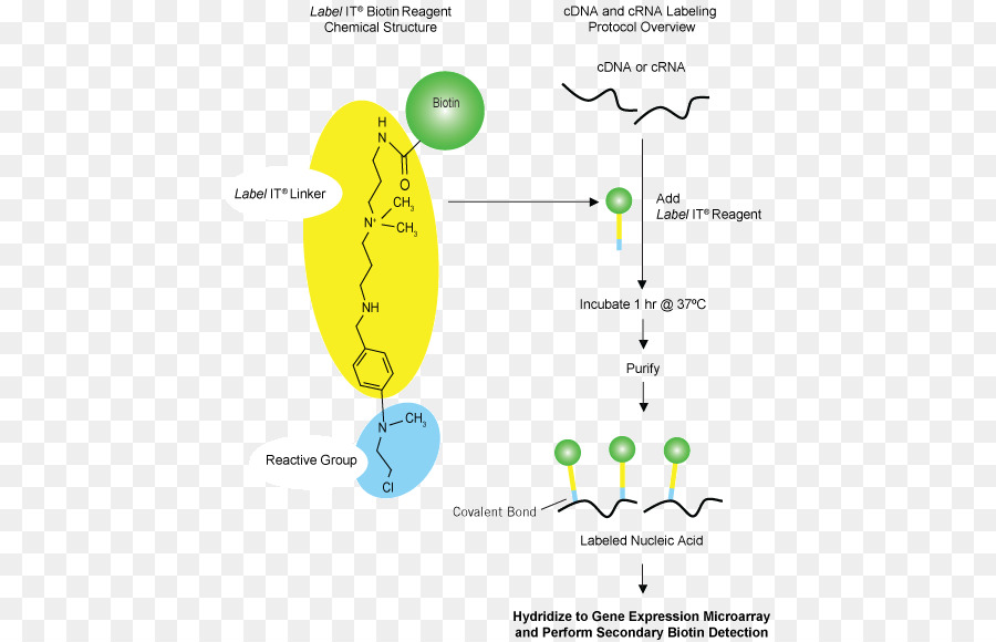 Hibridização Do ácido Nucleico，ácido Nucleico PNG