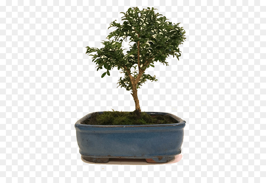 Árvore Bonsai，Miniatura PNG