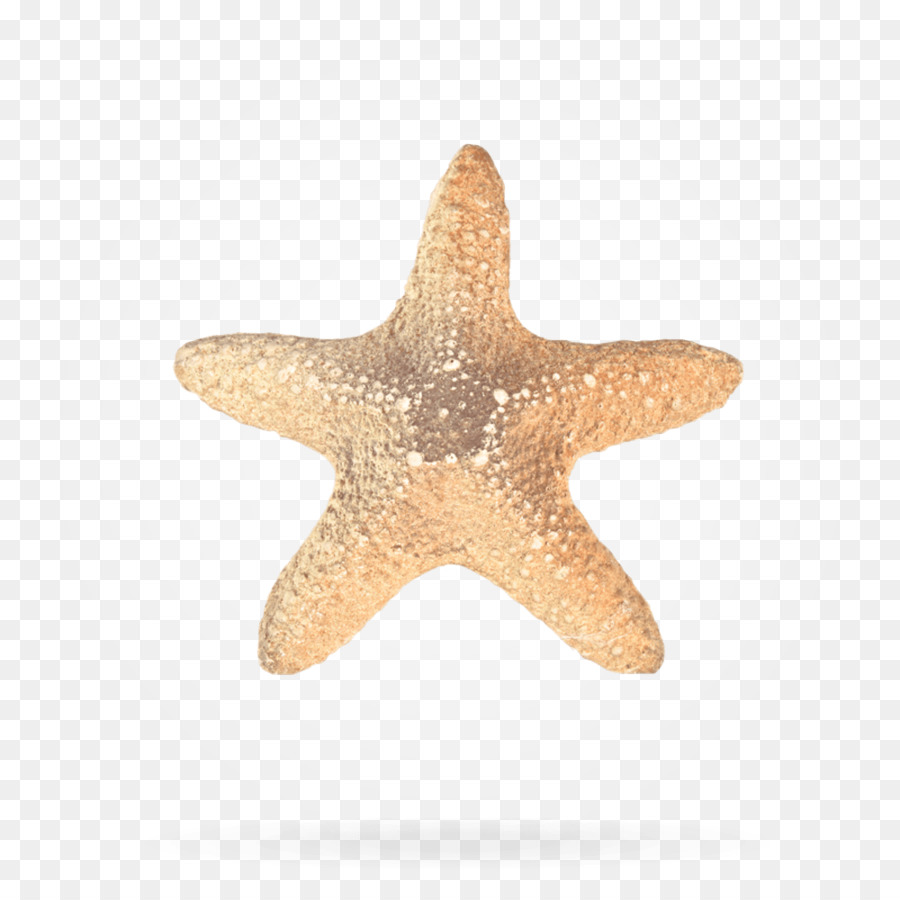 Estrela Do Mar，Przetwarzanie Danych Osobowych PNG