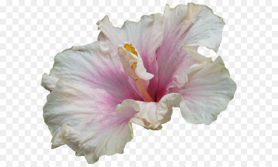 Flor，Hibisco PNG