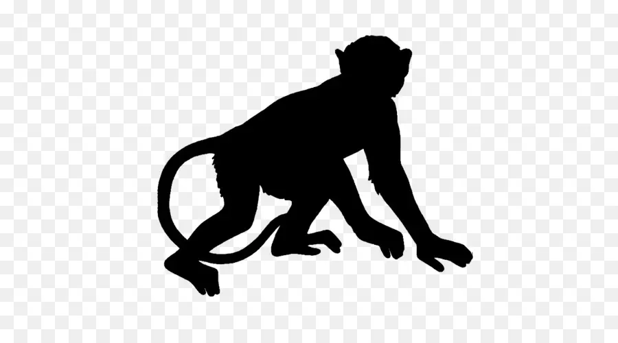 Macaco，Royaltyfree PNG