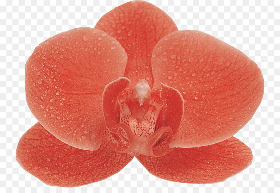 Orquídea Vermelha，Pétalas PNG