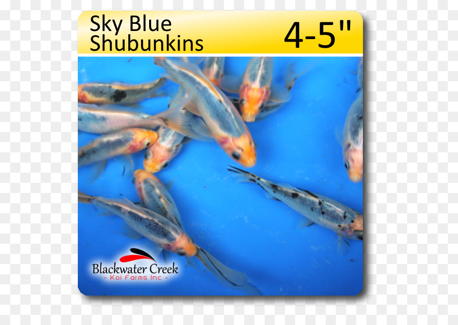 Shubunkins，Aquário PNG