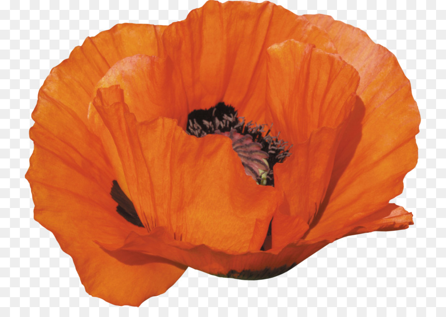 Flor Laranjeira，Florescer PNG