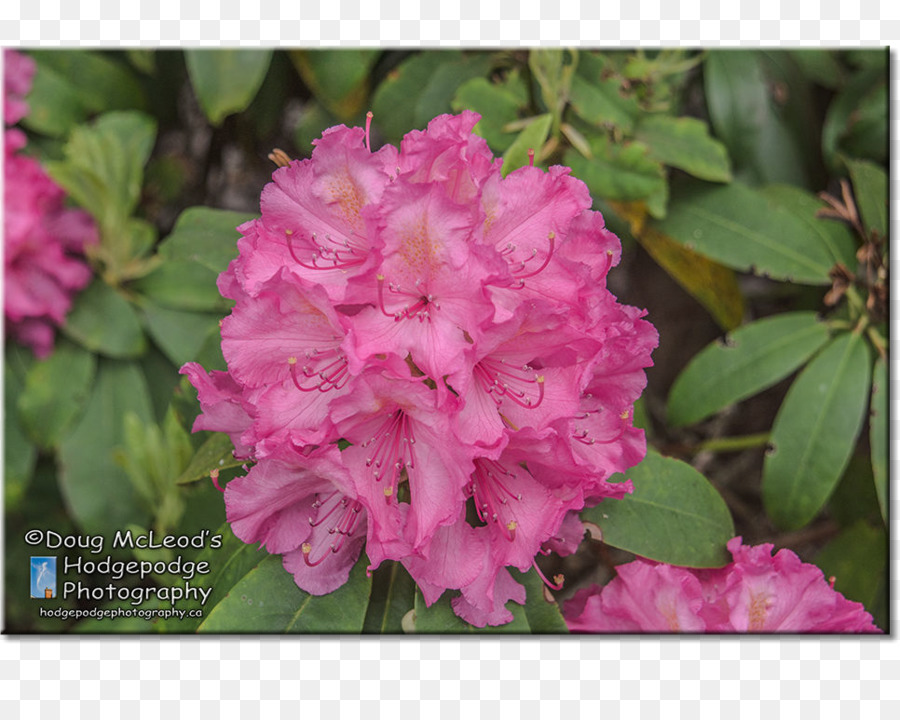 Azalea，Playfair Parque PNG