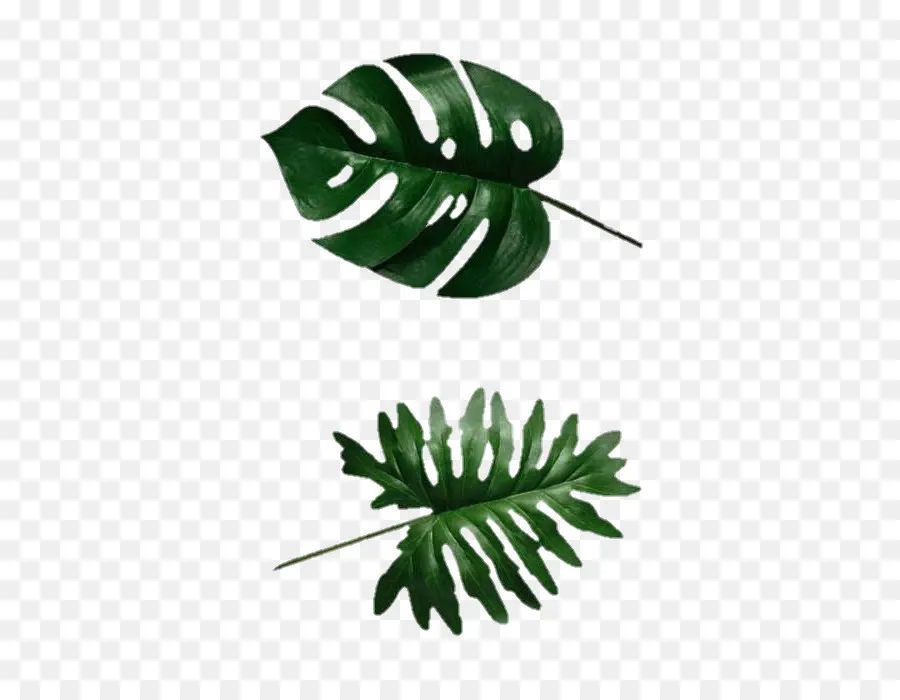 Folhas De Monstro，Verde PNG