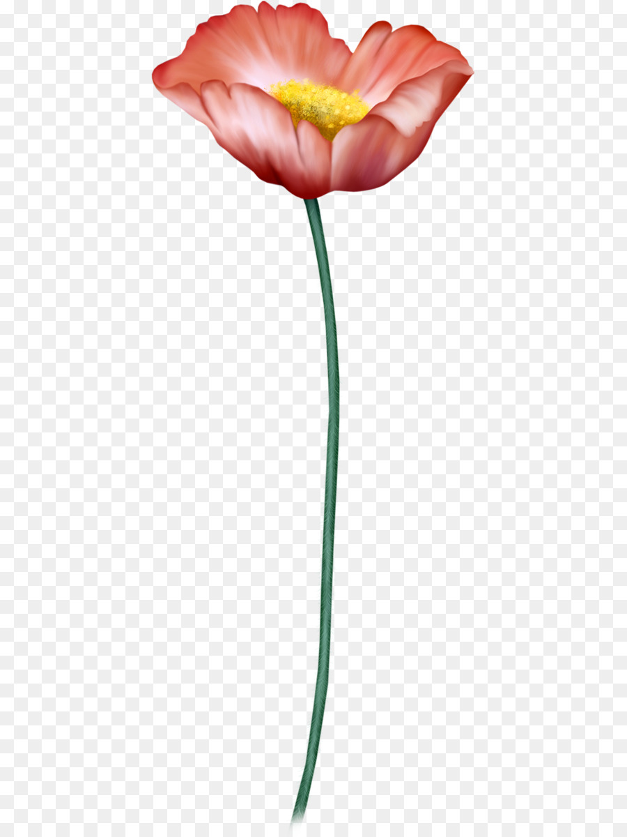 As Rosas Do Jardim，Tulip PNG