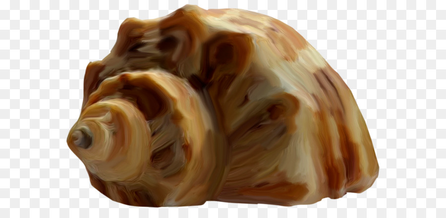 Seashell，Búzio PNG