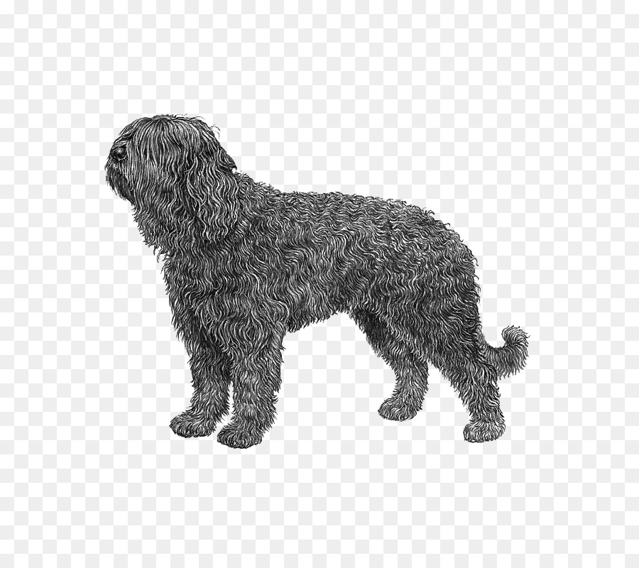 Barbet，Schnoodle PNG